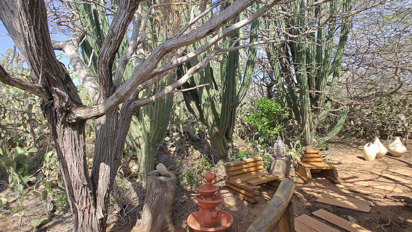 The wilder edge of the garden, with native cacti and desert trees