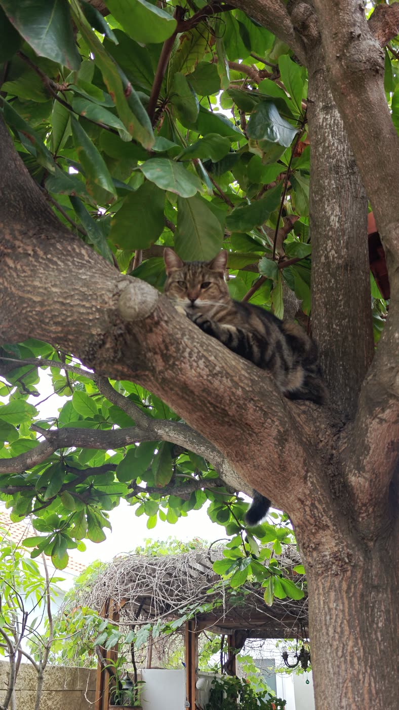 Muffin, the spa's tabby cat, resting on a low branch of the almond tree above the garden gazebo